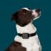 Умный трекер активности и здоровья для собак. Whistle Health 2.0 7